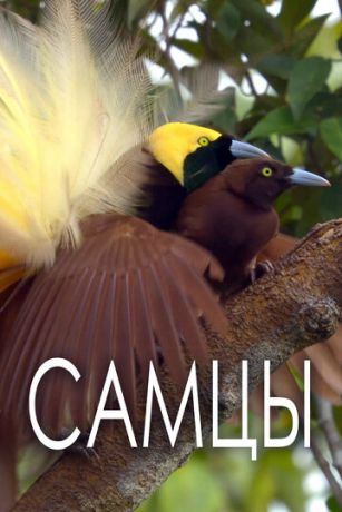 смотреть Самцы 1 сезон 2 серия