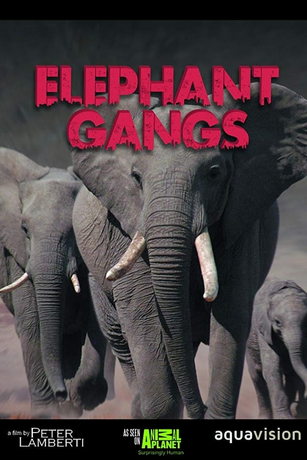 смотреть Гангстеры дикой природы 1 сезон 6 серия