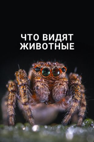 смотреть Что видят животные (2018)